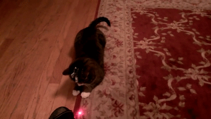 cat-laserpointerhead