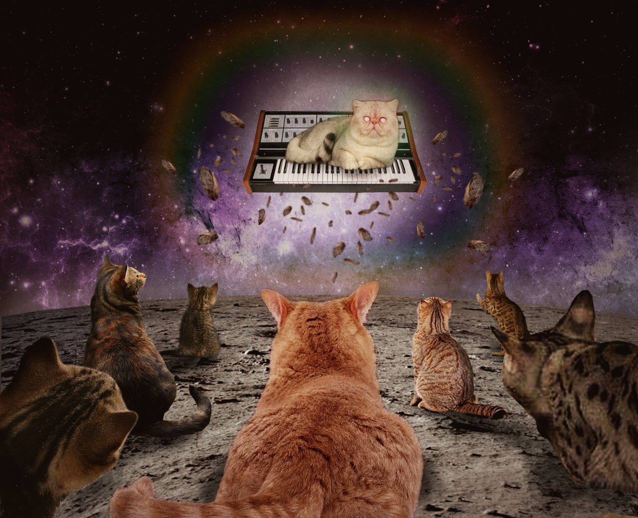 Cats on Synthesizers. In Space.